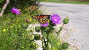 Infrastructure for Insects: Congress Should Invest in Bees and Butterflies