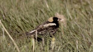 Vanishing: Song for the Bobolink