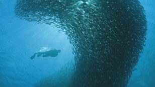 Take an Underwater Virtual Reality Tour of One of the World’s Most Biodiverse Regions