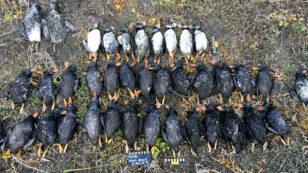 ‘We’ve Never Seen Anything Like This’: Hundreds of Dead Puffins Wash Ashore in the North Pacific