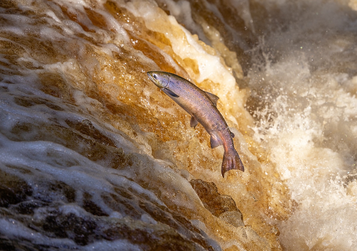 Atlantic salmon swimming in the sea in Yorkshire, UK