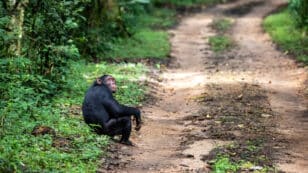 Africa’s ‘Mining Boom’ Threatens More Than a Third of Its Great Apes