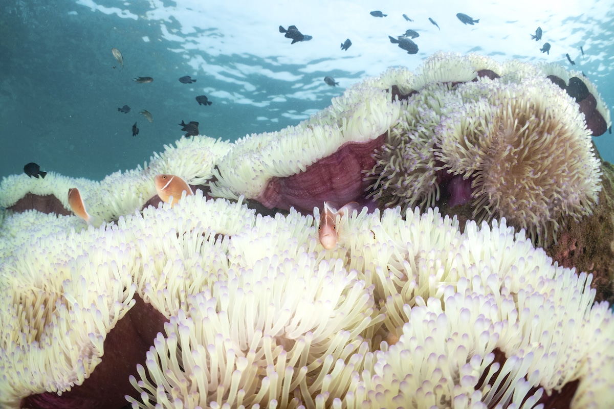 Pink skunk clownfish hide among the pale white stinging tentacles of a bleached sea anemone in a reef impacted by coral bleaching from high water temperatures in Trat, Thailand