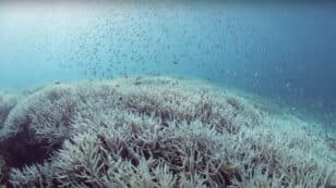 ‘An Underwater Bushfire’: Major Coral Bleaching Event in Northern Parts of Australia’s Great Barrier Reef