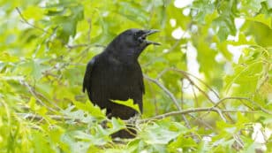 Highly Intelligent Crows Can Plan How Many Calls to Make, Study Shows