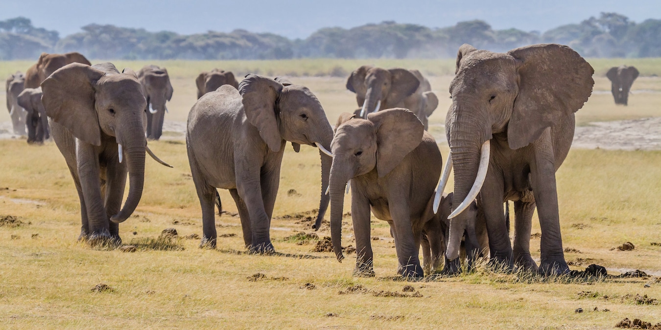 A herd of elephants in Amboseli National Park, Kenya