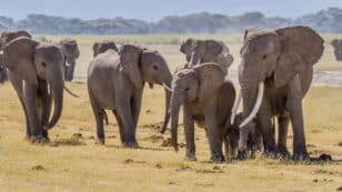 Elephants Call Each Other by Name, Like Humans Do, Study Finds