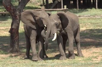 Elephants Greet Each Other With ‘Elaborate’ Combinations of Vocal Cues and Gestures, Study Finds