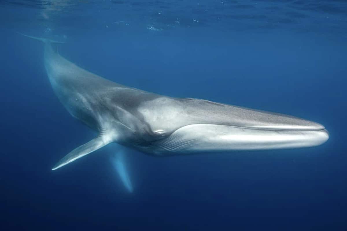 Fin whales are a vulnerable species on the International Union for Conservation of Nature's Red List of Threatened Species