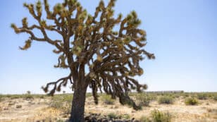 Solar Project Planned for Mojave Desert Will Destroy Thousands of Joshua Trees and Endangered Tortoise Habitat