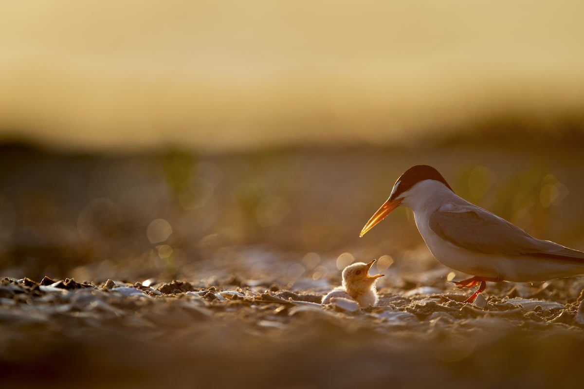 A tiny least tern chick calls out to its parent as it glows on the sandy and shell-covered beach in early morning sunlight