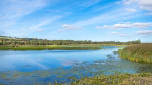 Mosquitoes Newly Spreading in Scotland as Temperatures Rise, Scientists Say