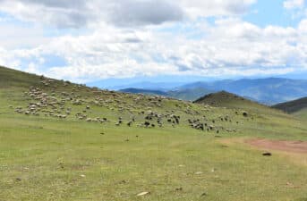 Half of Pasture Lands on Earth Degraded by Climate Change and Overuse, Threatening Food Supply of Billions: UN Report