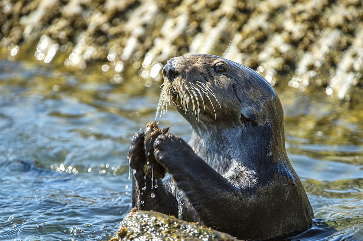 Closeup of wild sea otter banging shellfish on shoreline rocks to open up the shellfish for eating in Moss Landing, California