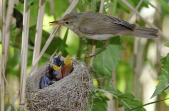 Earth’s Magnetic Field Serves as ‘Stop Sign’ for Migrating Songbirds