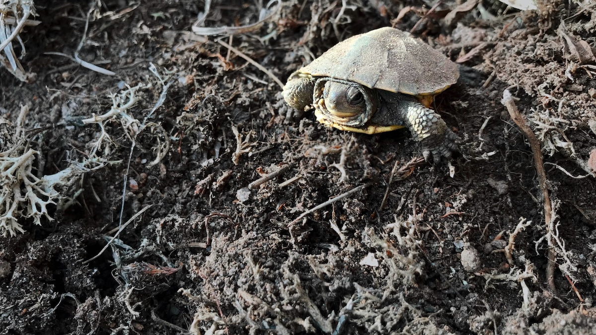 A Blanding's turtle hatchling