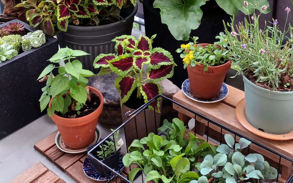 A group of indoor plants. Researchers investigated how indoor gardening increases microbial exposure and promotes immune health